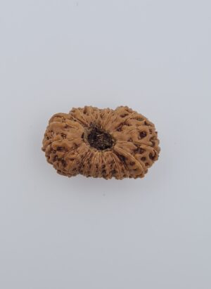 21 Mukhi Indonesia Rudraksh