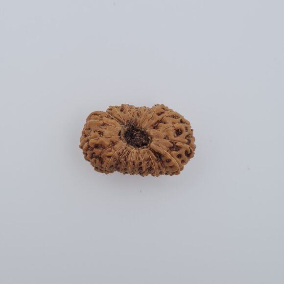 21 Mukhi Indonesia Rudraksh