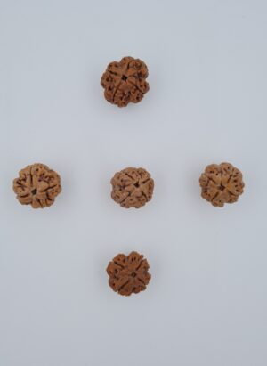 4 Mukhi Nepal Rudraksh