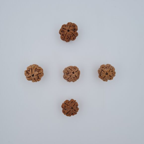 4 Mukhi Nepal Rudraksh