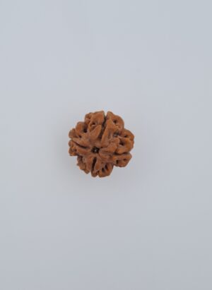 4 Mukhi Nepal Rudraksh