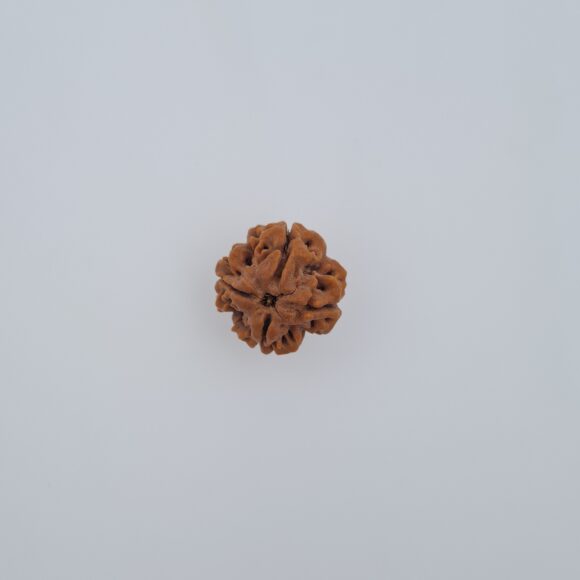 4 Mukhi Nepal Rudraksh