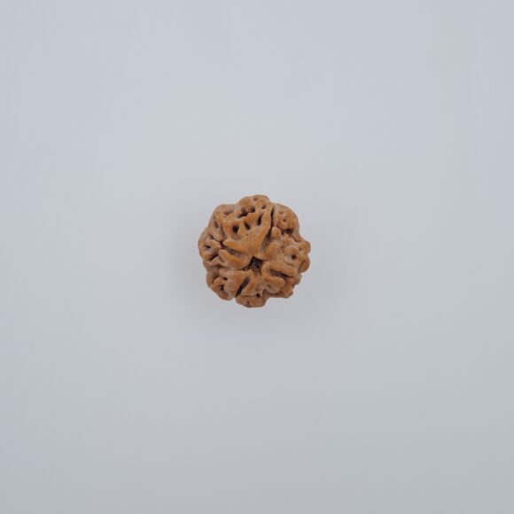 4 Mukhi Nepal Rudraksh