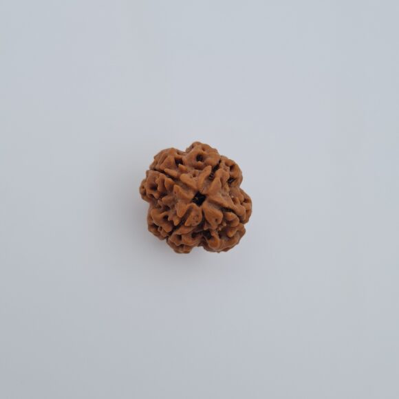 4 Mukhi Nepal Rudraksh