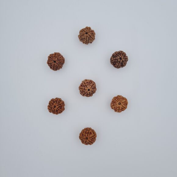 6 Mukhi Nepal Rudraksh