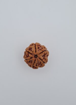 6 Mukhi Nepal Rudraksh