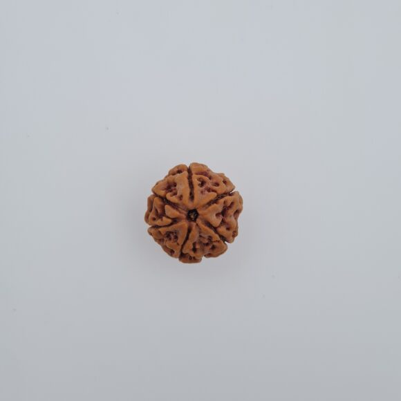 6 Mukhi Nepal Rudraksh