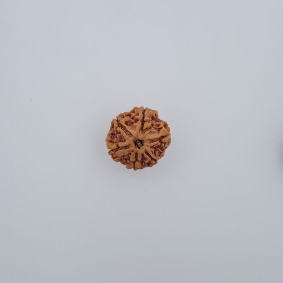 6 Mukhi Nepal Rudraksh