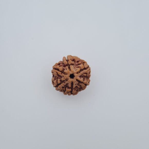 6 Mukhi Nepal Rudraksh