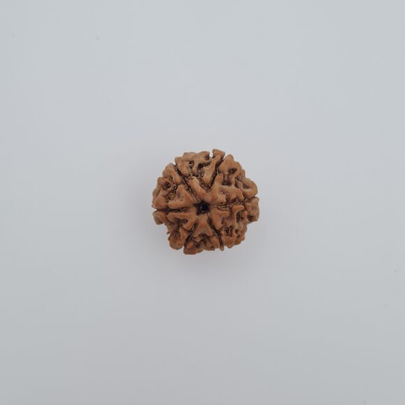 6 Mukhi Nepal Rudraksh