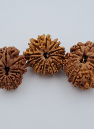 12 Mukhi Nepal Rudraksh