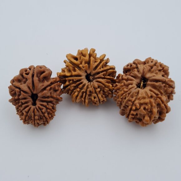 12 Mukhi Nepal Rudraksh