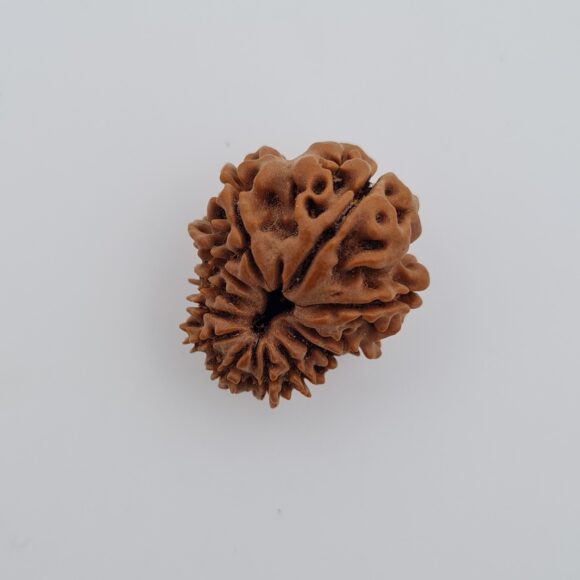 12 Mukhi Nepal Rudraksh