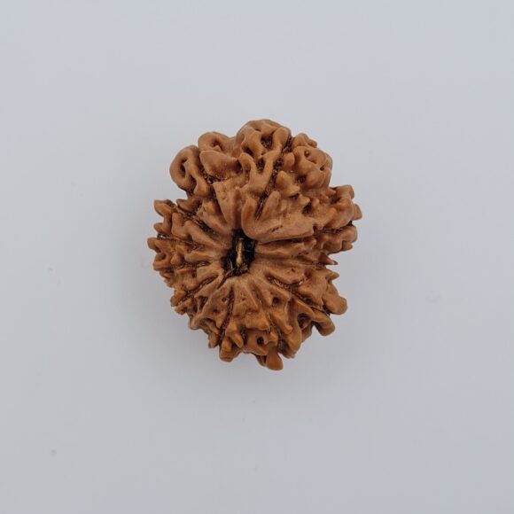 12 Mukhi Nepal Rudraksh