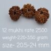 12 Mukhi Nepal Rudraksh