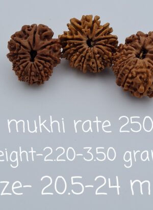 12 Mukhi Nepal Rudraksh