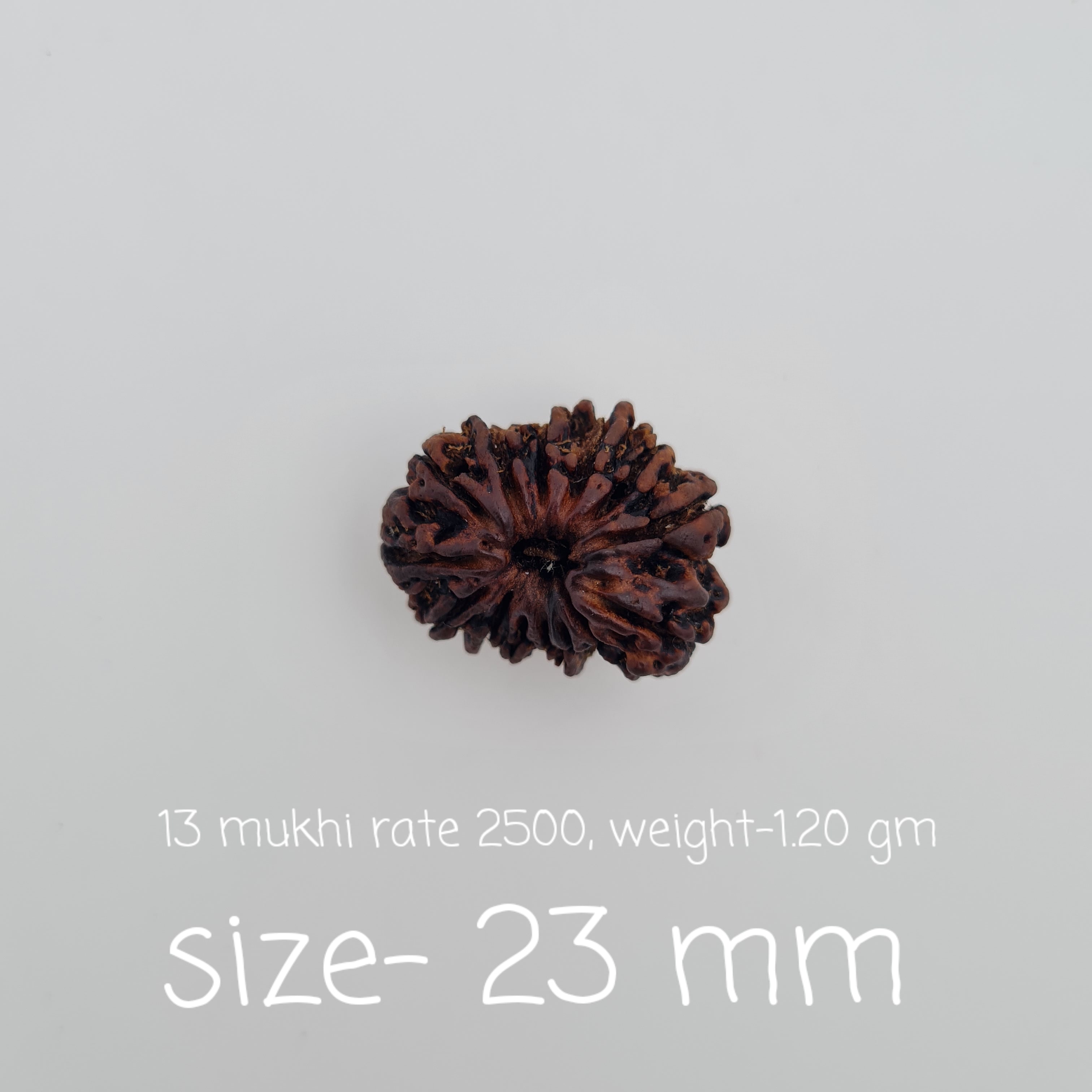 13 Mukhi Nepal Rudraksh