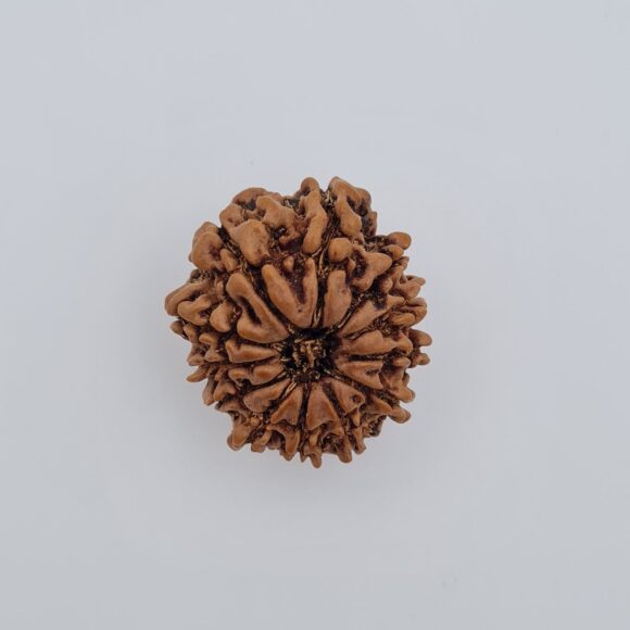12 Mukhi Nepal Rudraksh