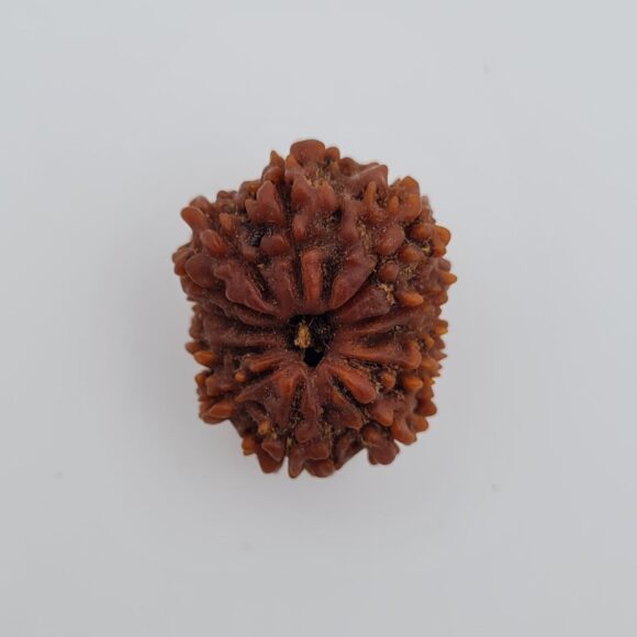 12 Mukhi Nepal Rudraksh