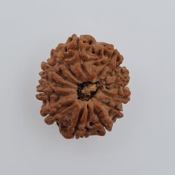 12 Mukhi Nepal Rudraksh