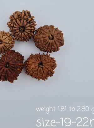 12 Mukhi Nepal Rudraksh