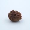 13 Mukhi Nepal Rudraksh