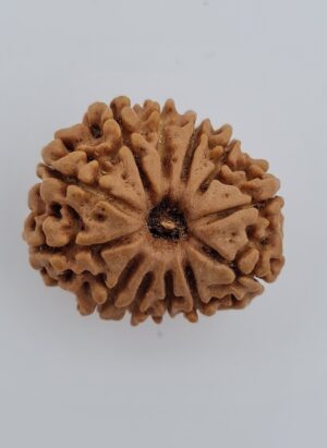 12 Mukhi Nepal Rudraksh