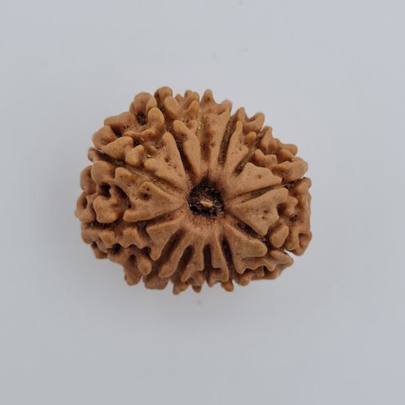 12 Mukhi Nepal Rudraksh