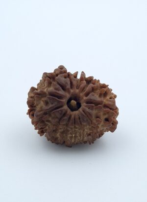 13 Mukhi Nepal Rudraksh