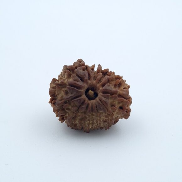 13 Mukhi Nepal Rudraksh