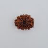 12 Mukhi Nepal Rudraksh