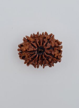 12 Mukhi Nepal Rudraksh