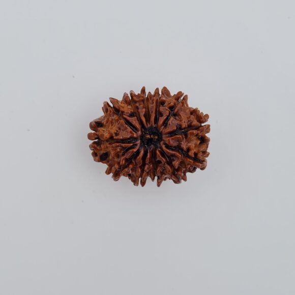 12 Mukhi Nepal Rudraksh