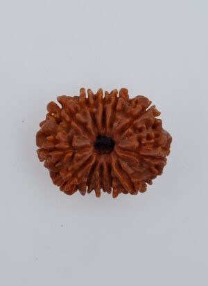 12 Mukhi Nepal Rudraksh