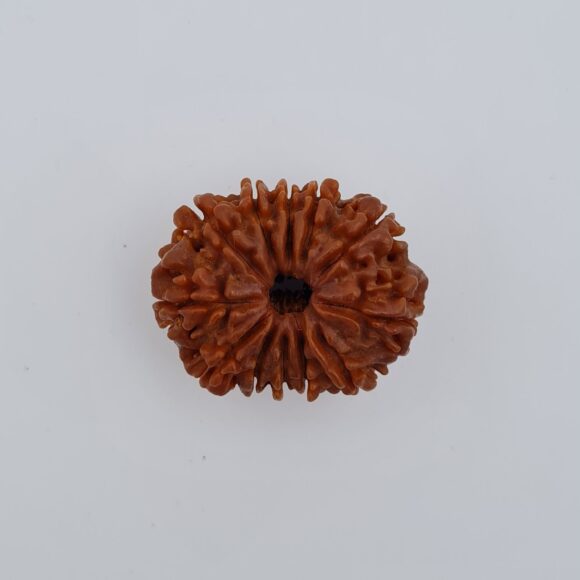 12 Mukhi Nepal Rudraksh