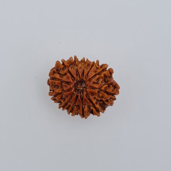 12 Mukhi Nepal Rudraksh