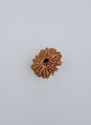 13 Mukhi Nepal Rudraksh