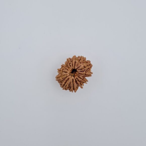 13 Mukhi Nepal Rudraksh