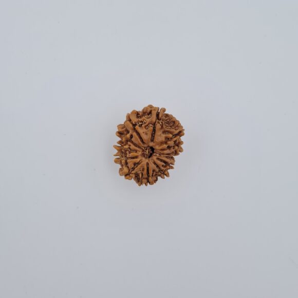 13 Mukhi Nepal Rudraksh