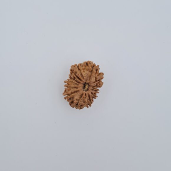 13 Mukhi Nepal Rudraksh