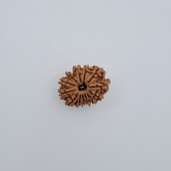13 Mukhi Nepal Rudraksh