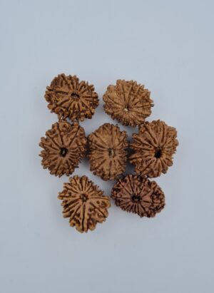 13 Mukhi Nepal Rudraksh