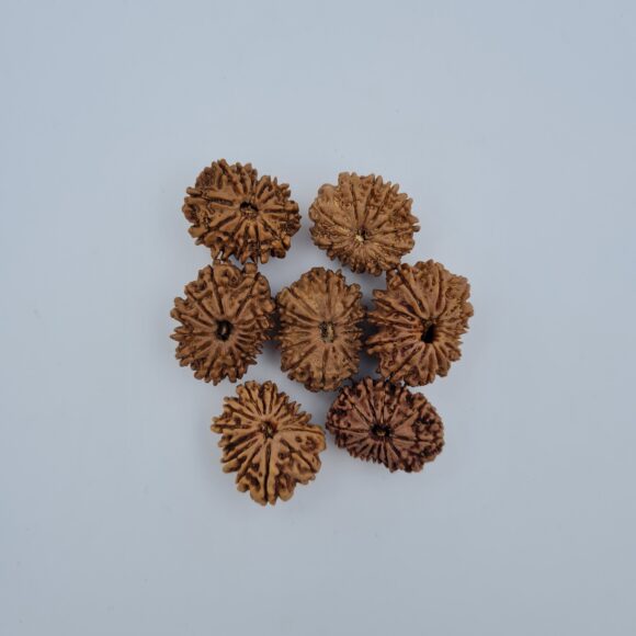 13 Mukhi Nepal Rudraksh