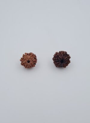 8 Mukhi Nepal Rudraksh