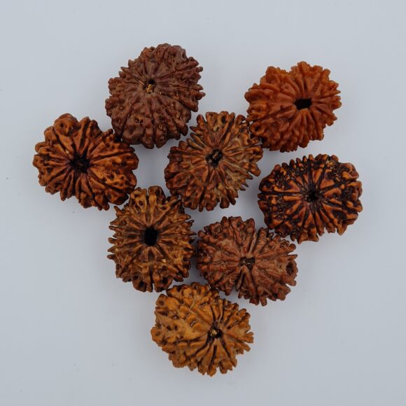 12 Mukhi Nepal Rudraksh