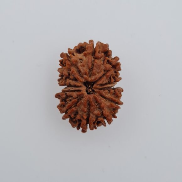 12 Mukhi Nepal Rudraksh