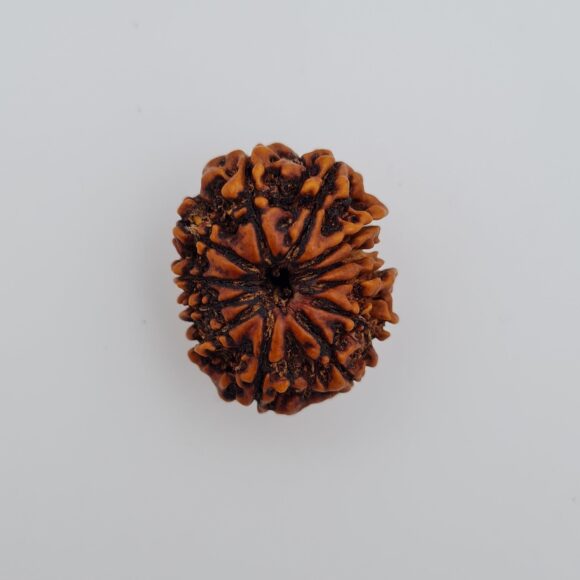 12 Mukhi Nepal Rudraksh