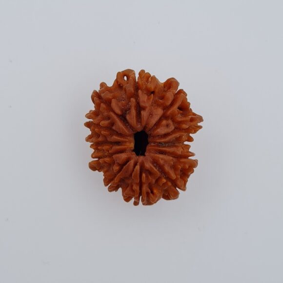 12 Mukhi Nepal Rudraksh