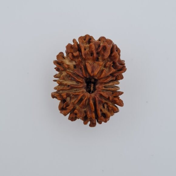 12 Mukhi Nepal Rudraksh