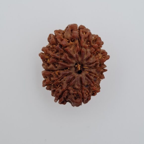 12 Mukhi Nepal Rudraksh